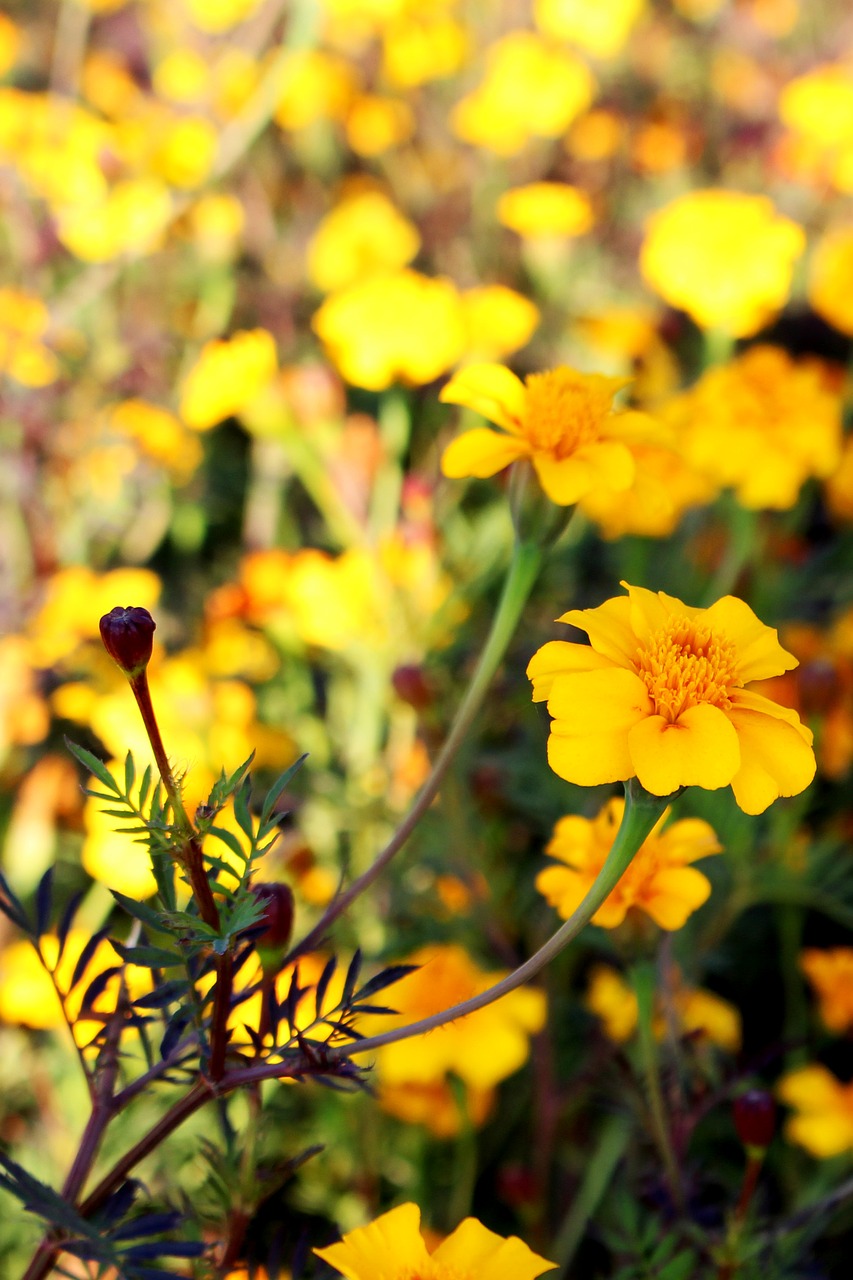 field of flowers marigold yellow free photo