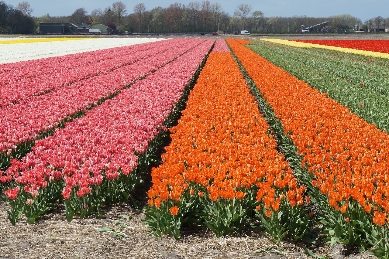 field of flowers tulips spring flowers free photo