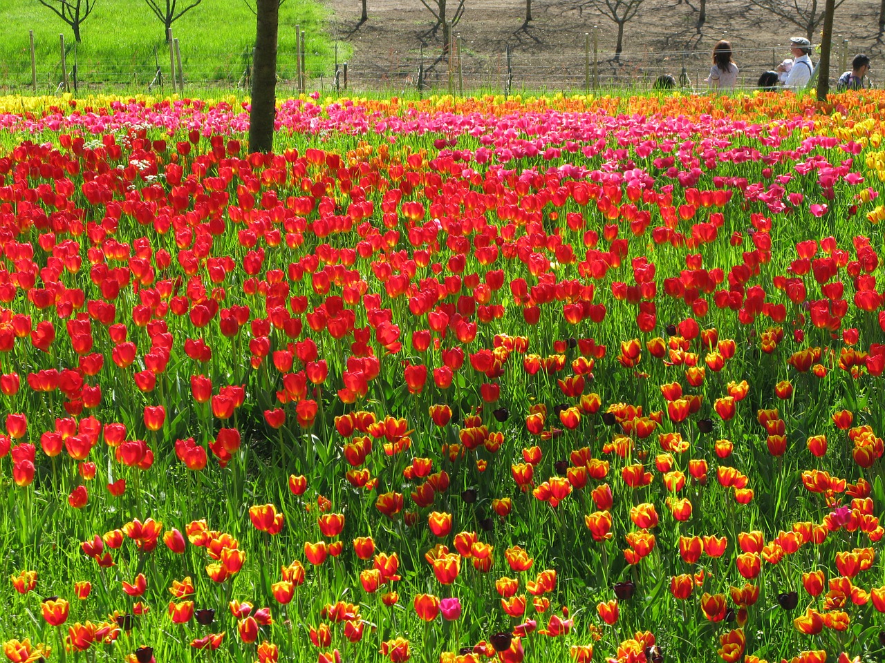 field of flowers meadow tulips free photo