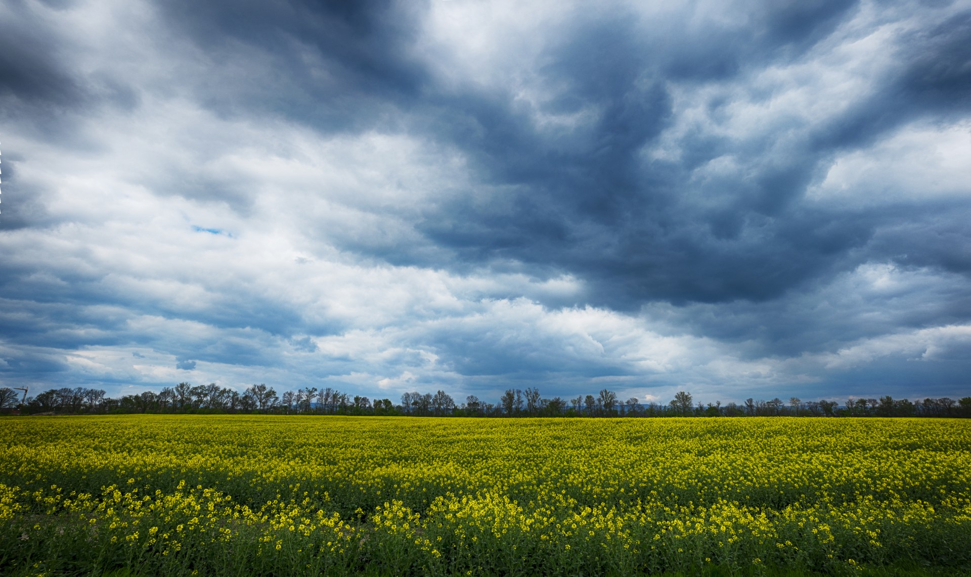 flowers cloud dramatic free photo