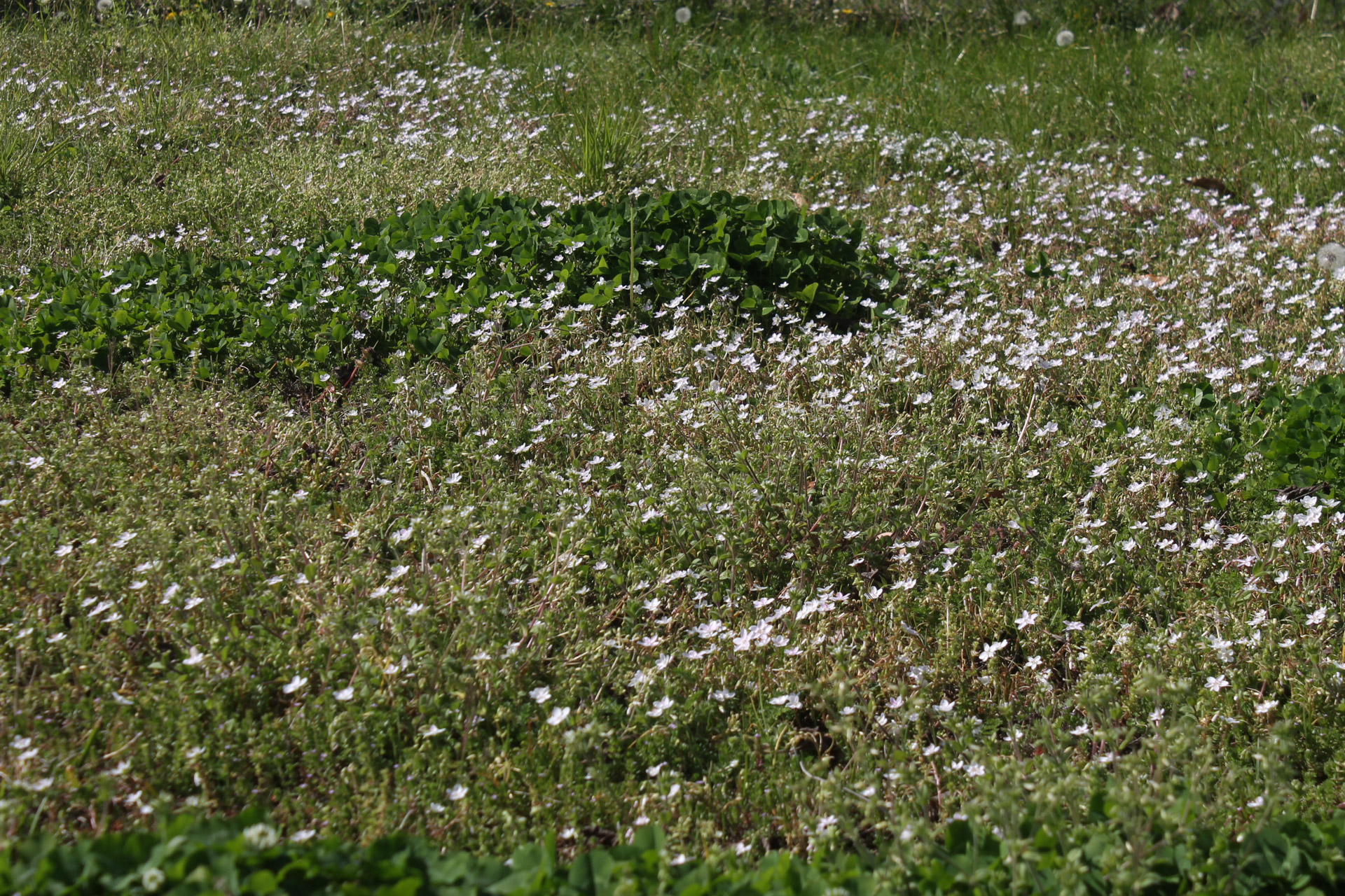 field flowers spring free photo