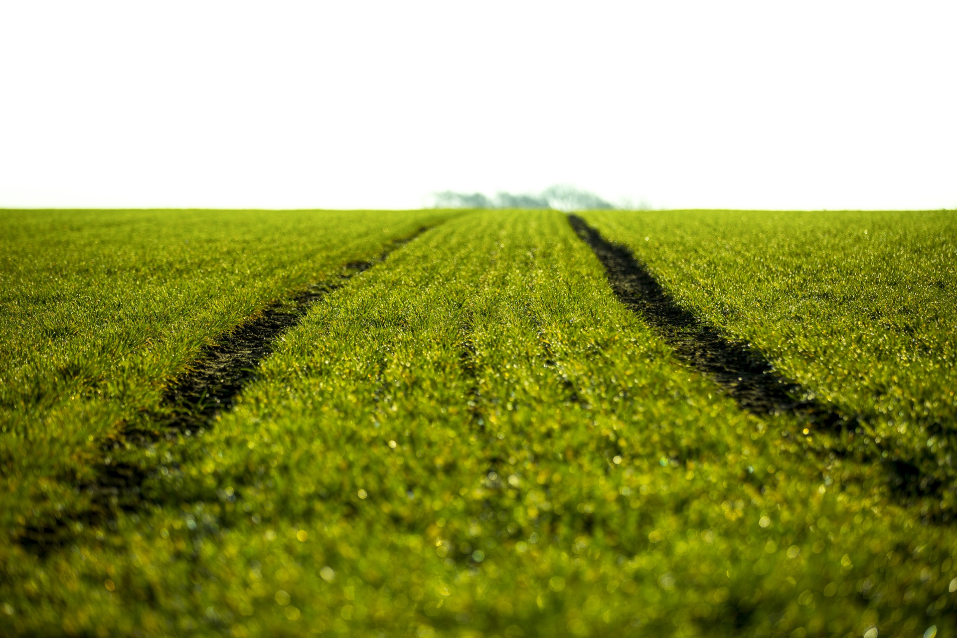 grass background green free photo