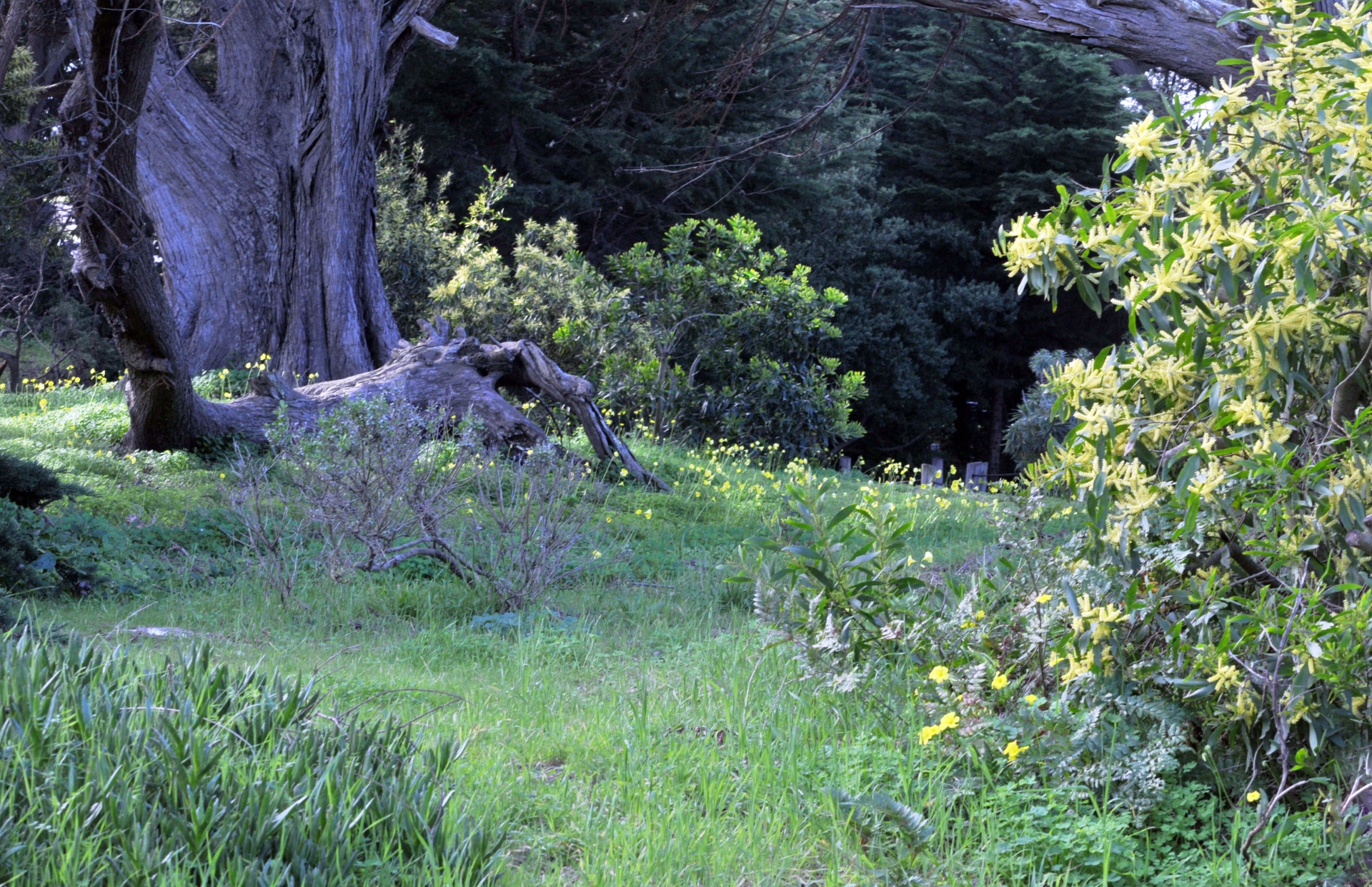 meadow green grass free photo