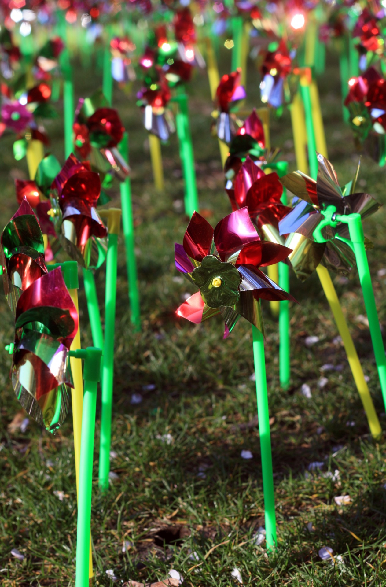 field grass pinwheel free photo