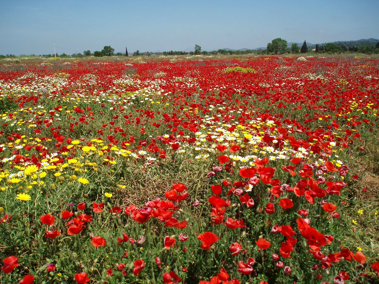 field of poppies poppy landscape free photo