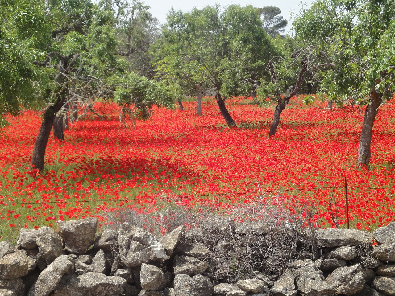 field of poppies red poppy landscape free photo