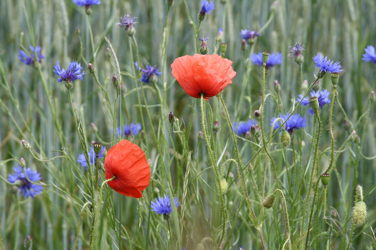 field of poppies poppy landscape free photo