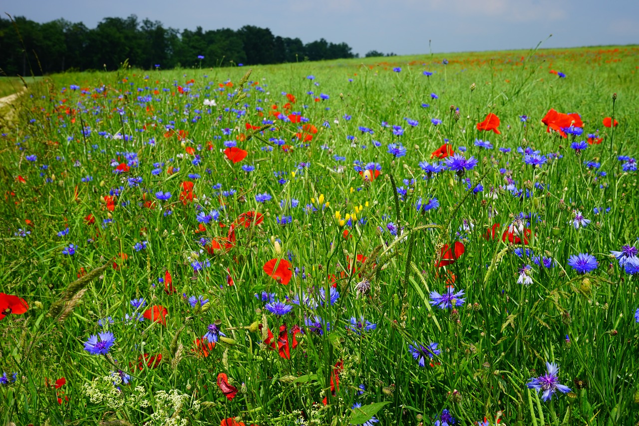 field of poppies kornblumenfeld klatschmohnfeld free photo