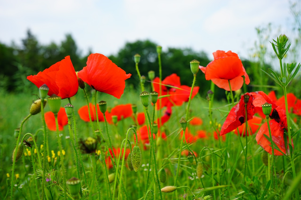 field of poppies kornblumenfeld klatschmohnfeld free photo