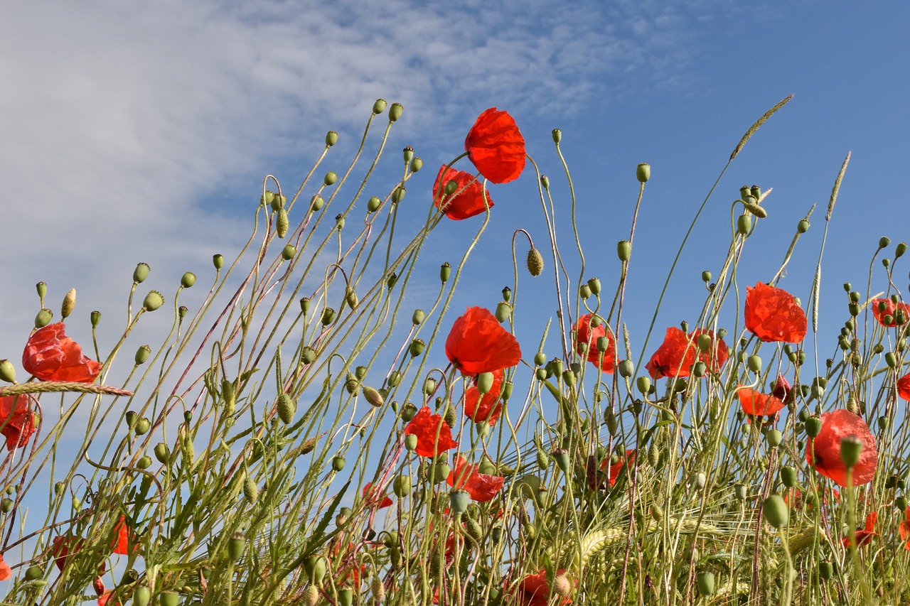 field of poppies cornfield blossom free photo