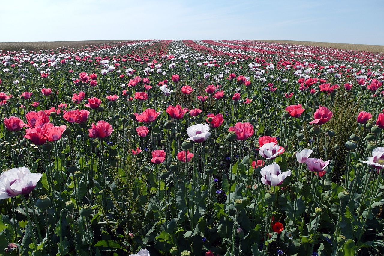 field of poppies flowers blossom free photo