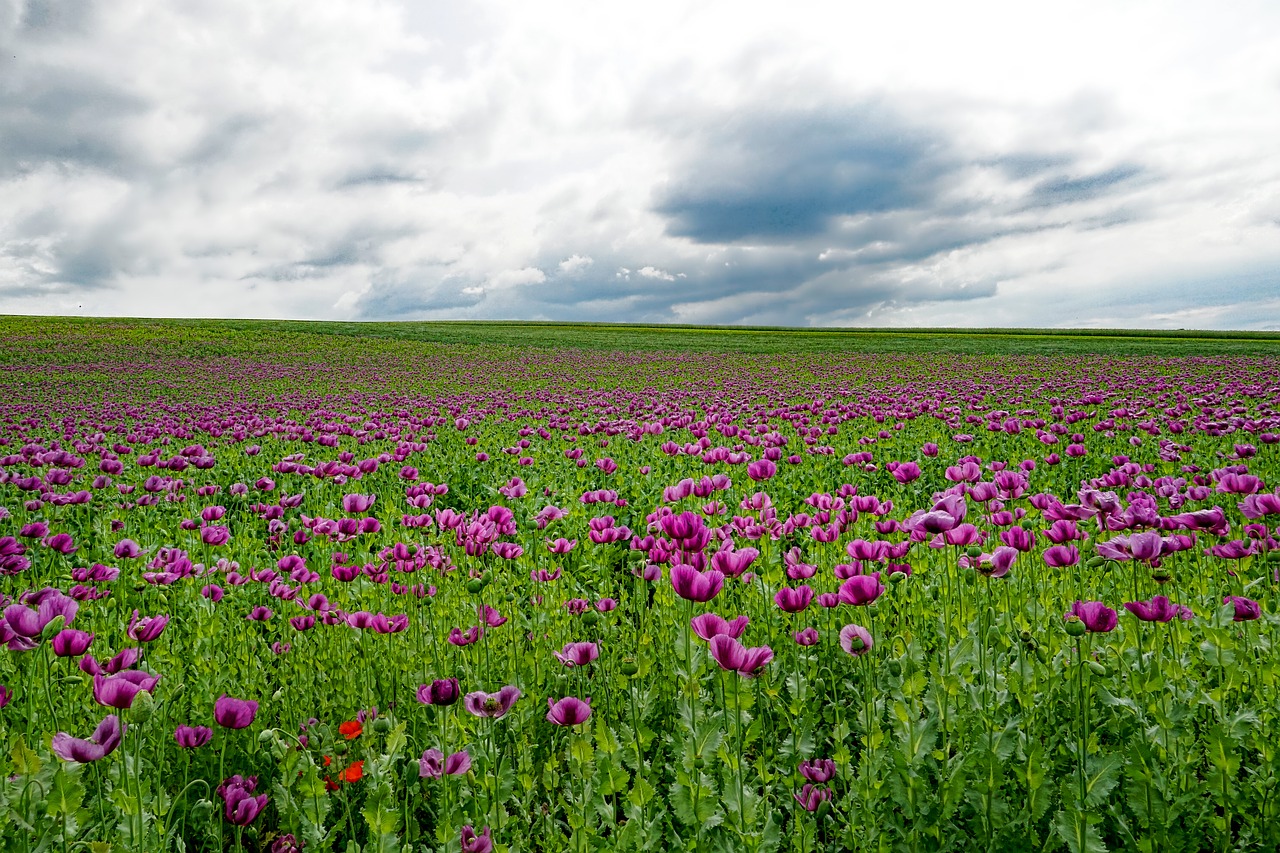 field of poppies  opium poppy  poppy flower free photo