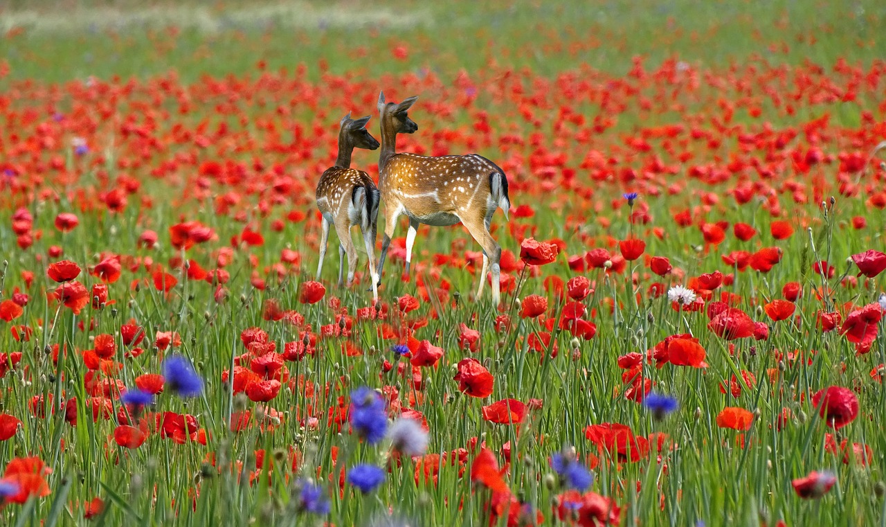 field of poppies  deer  photomontage free photo