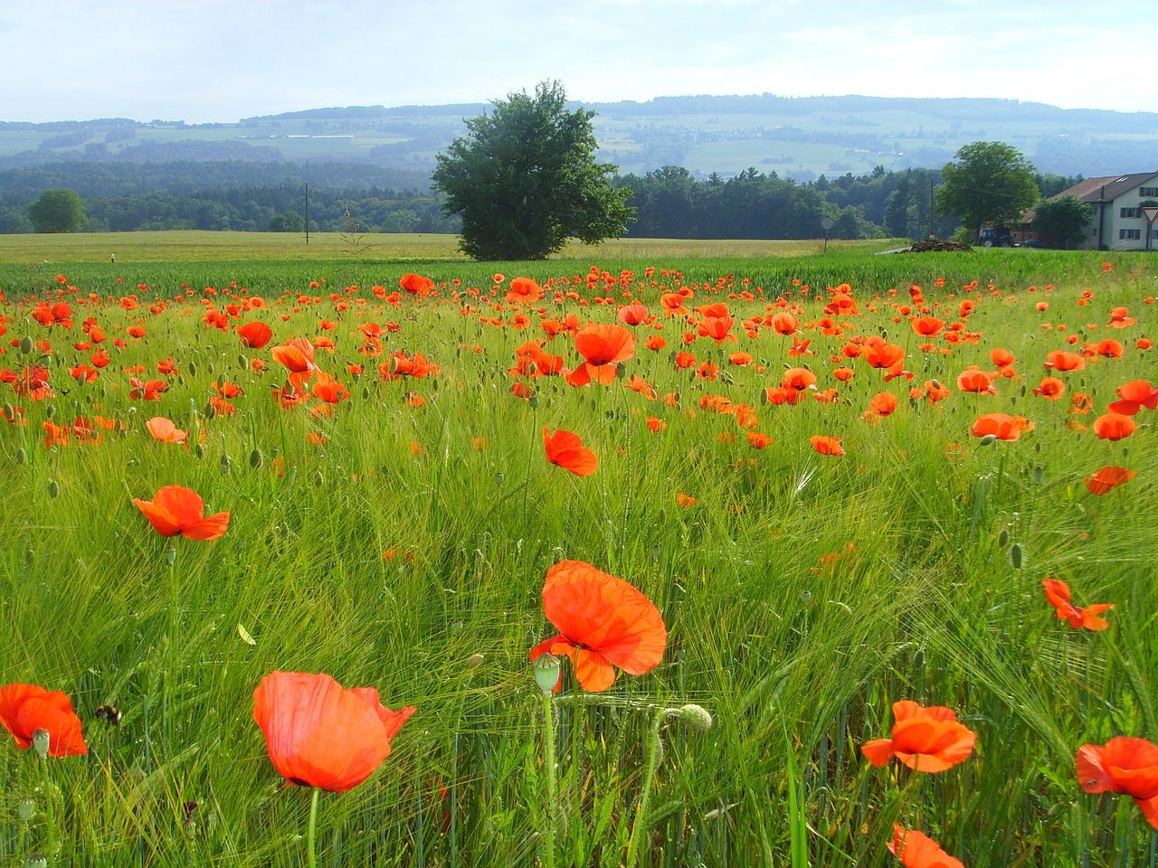 field of poppies klatschmohn poppy free photo