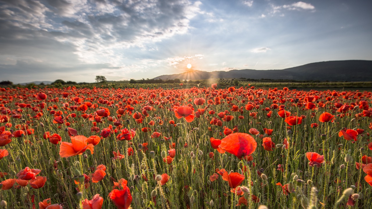 field of poppies  sunset  nature free photo