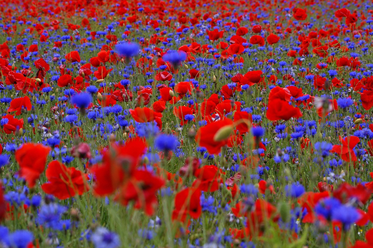 field of poppies cornflowers summer free photo