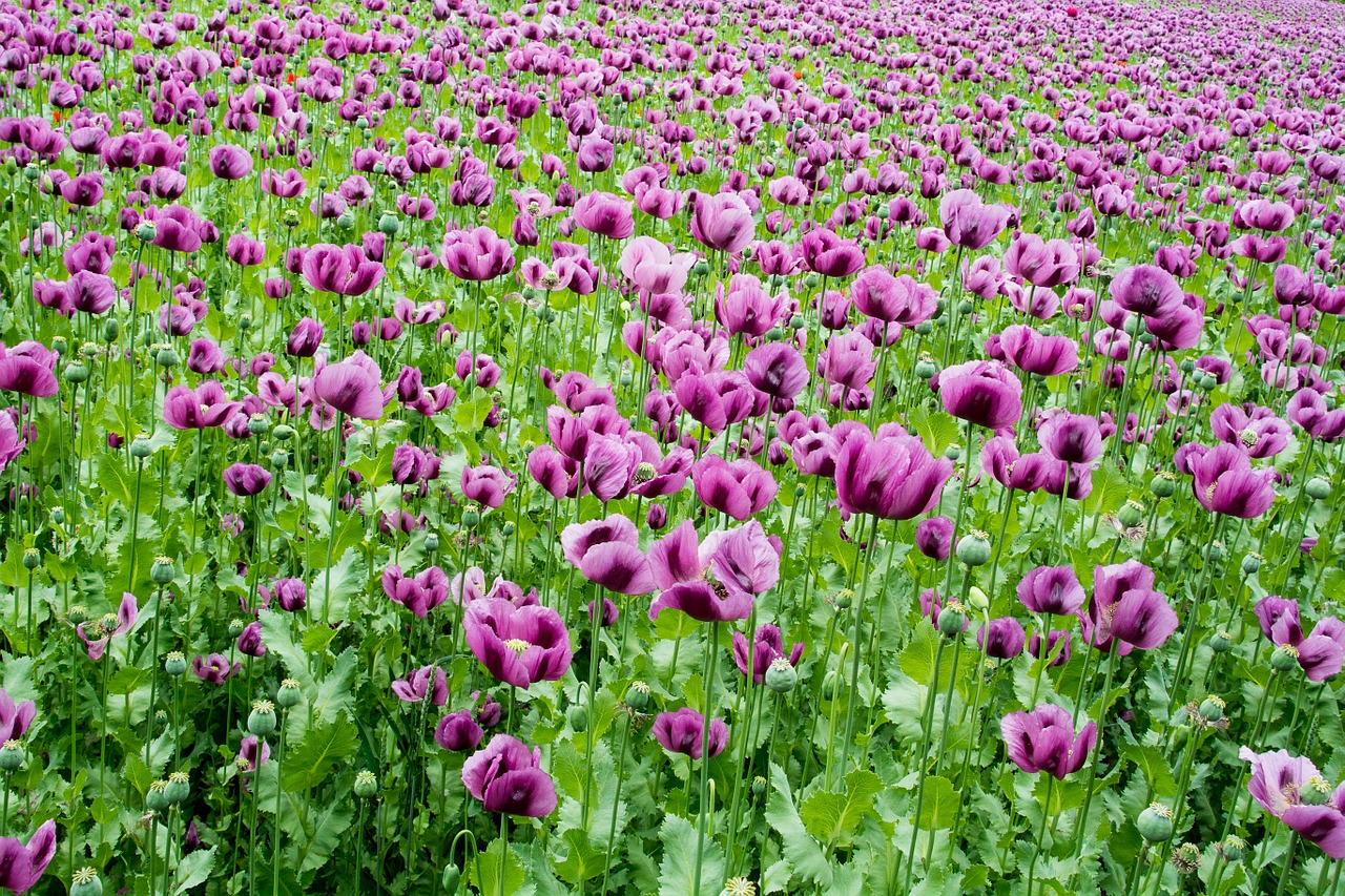 field of poppies violet flowers free photo