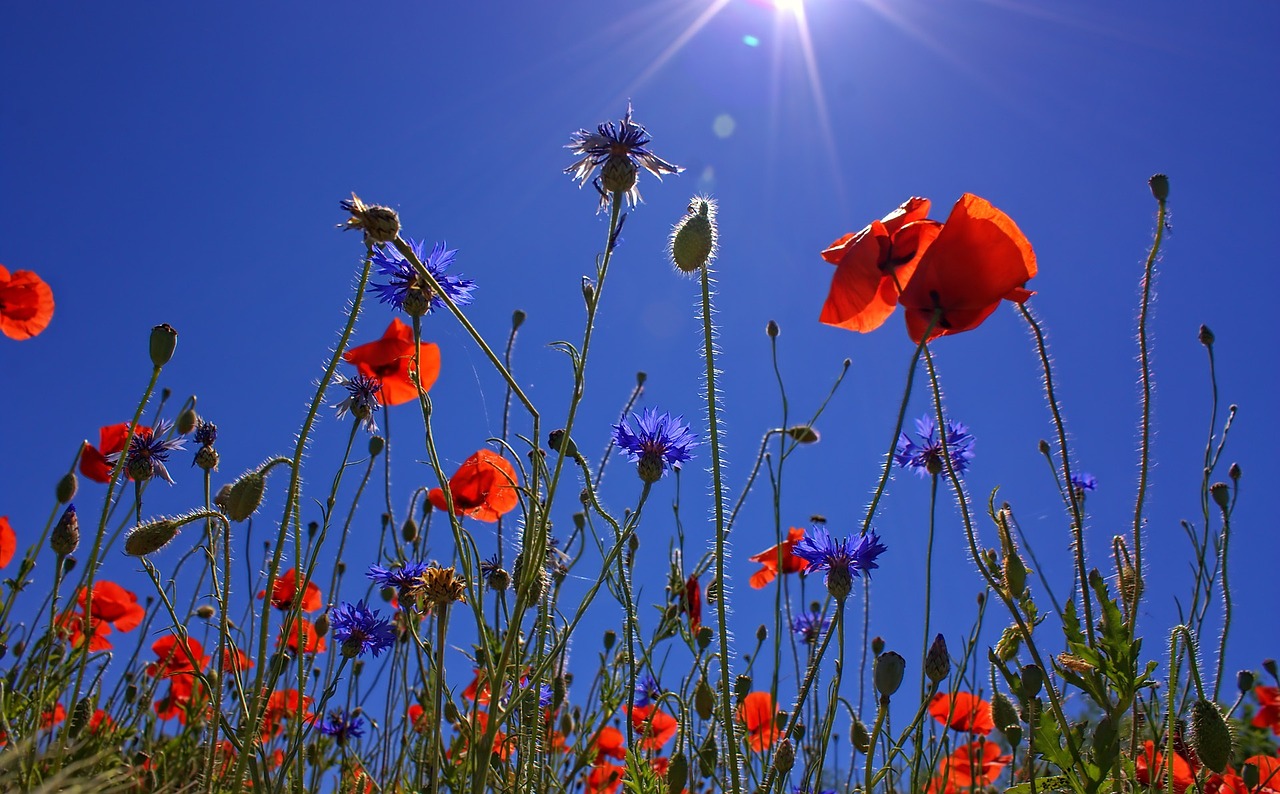 field of poppies sun spring free photo