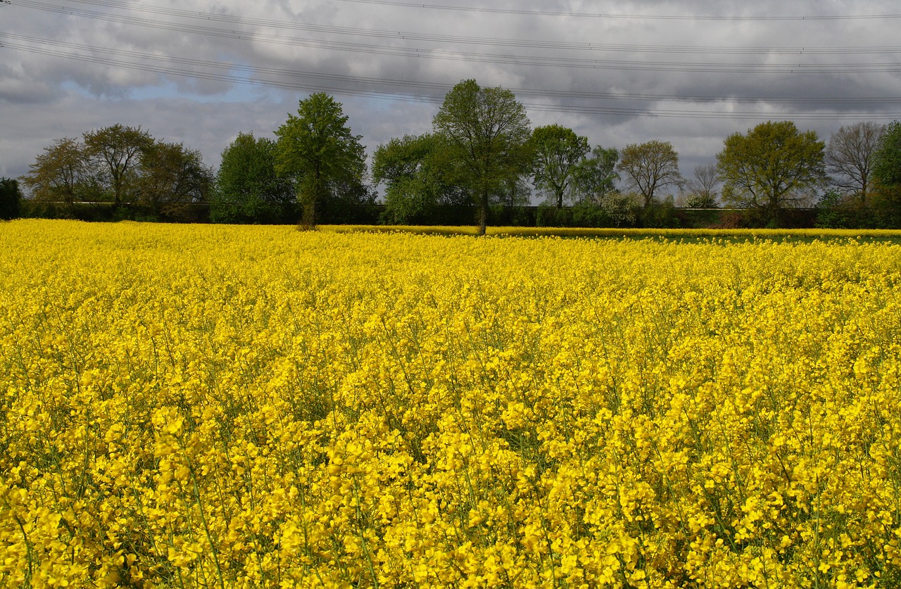 Download free photo of Field of rapeseeds,oilseed rape,field,yellow ...