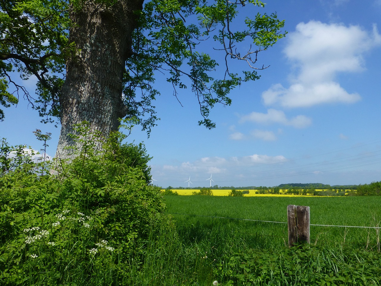 field of rapeseeds landscape oilseed rape free photo