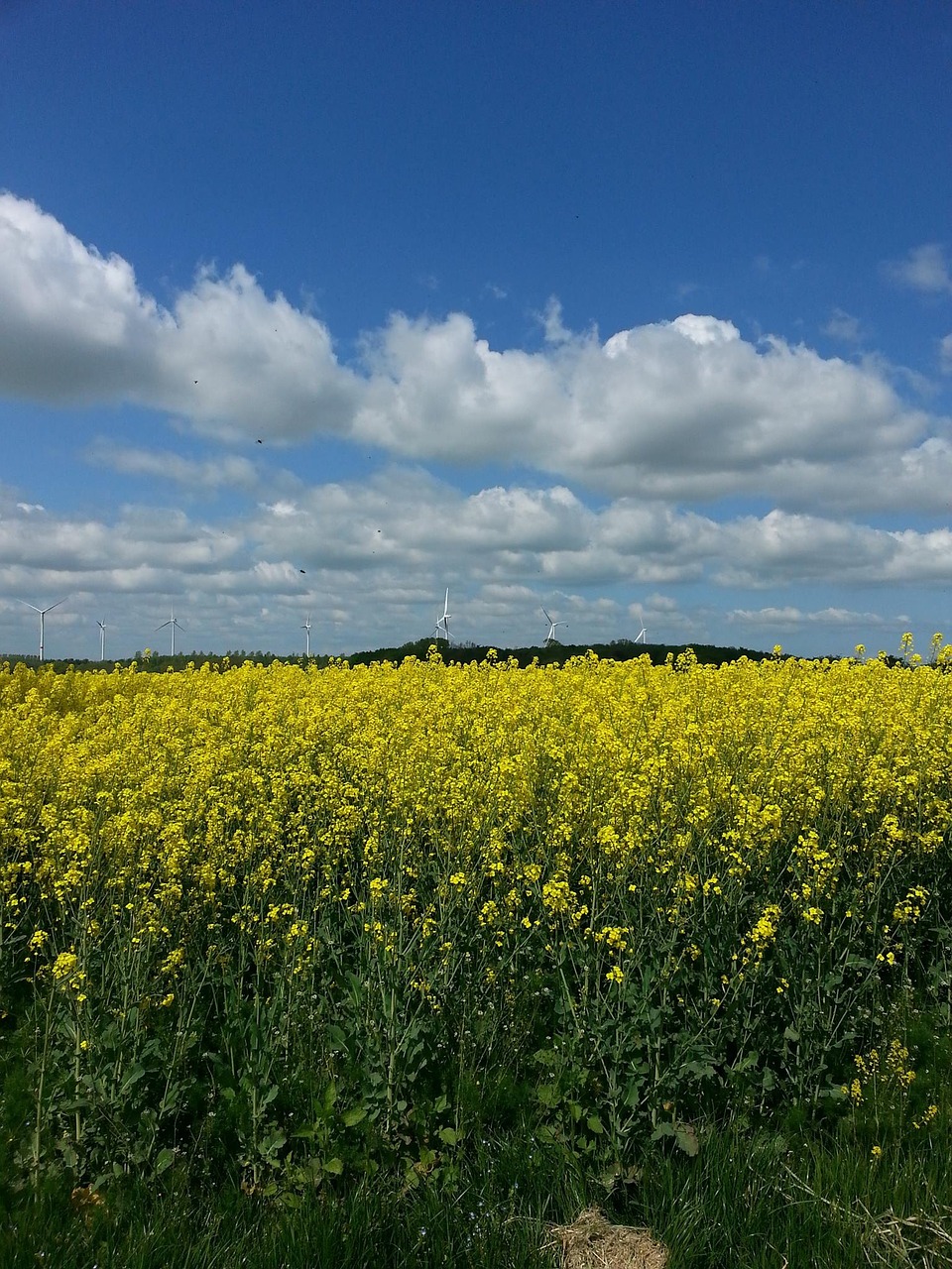 field of rapeseeds plant yellow free photo