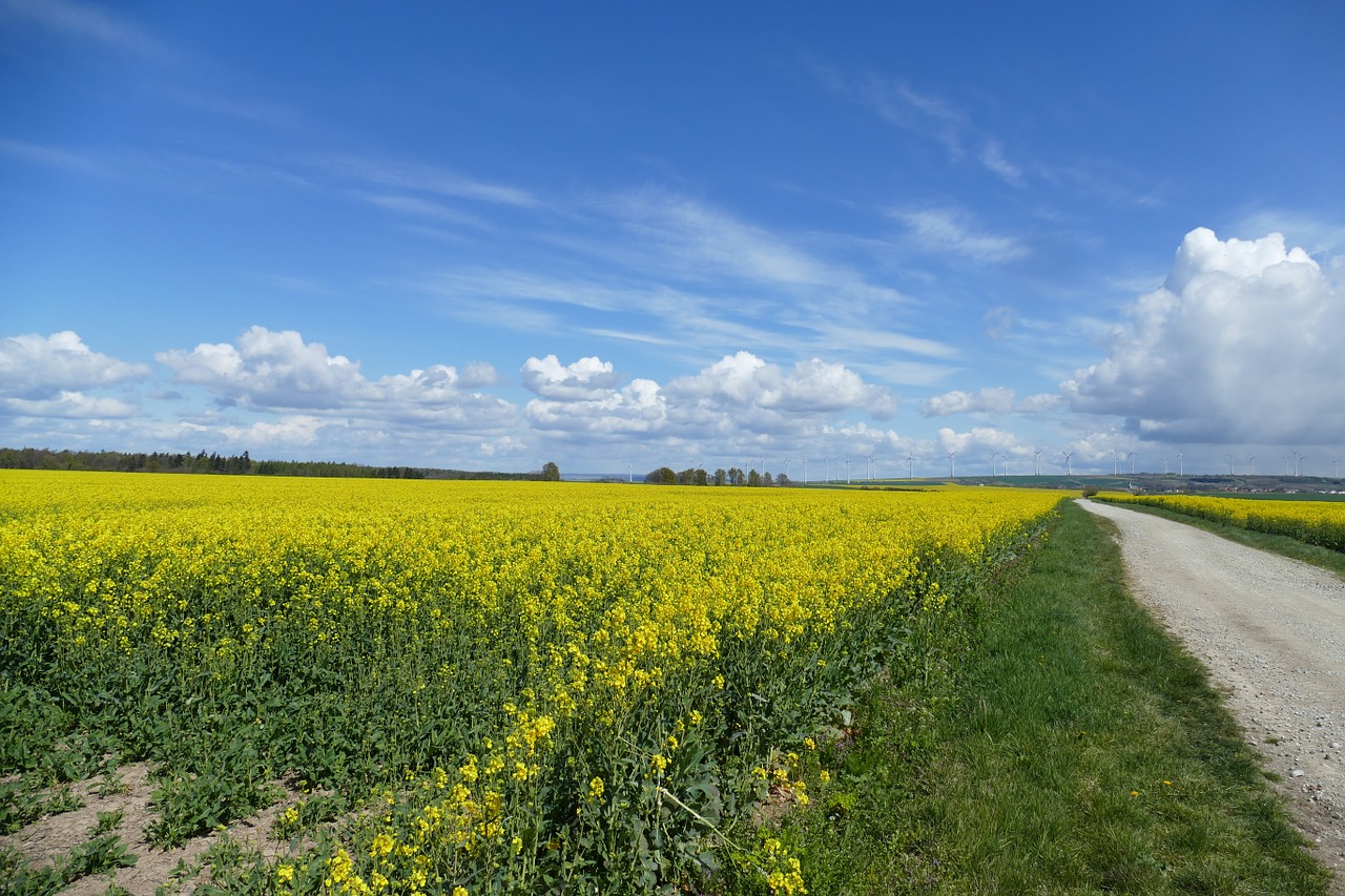 field of rapeseeds clouds sky free photo