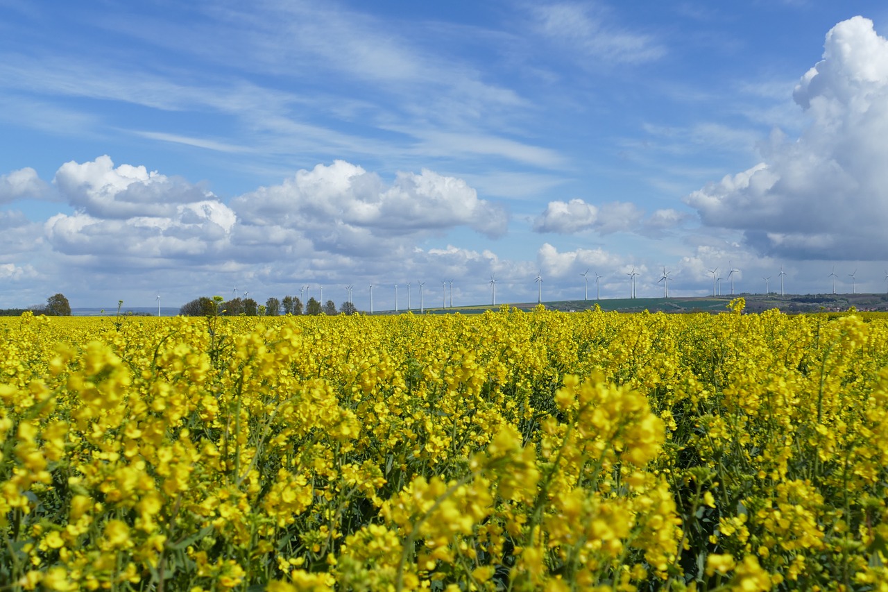 field of rapeseeds clouds sky free photo