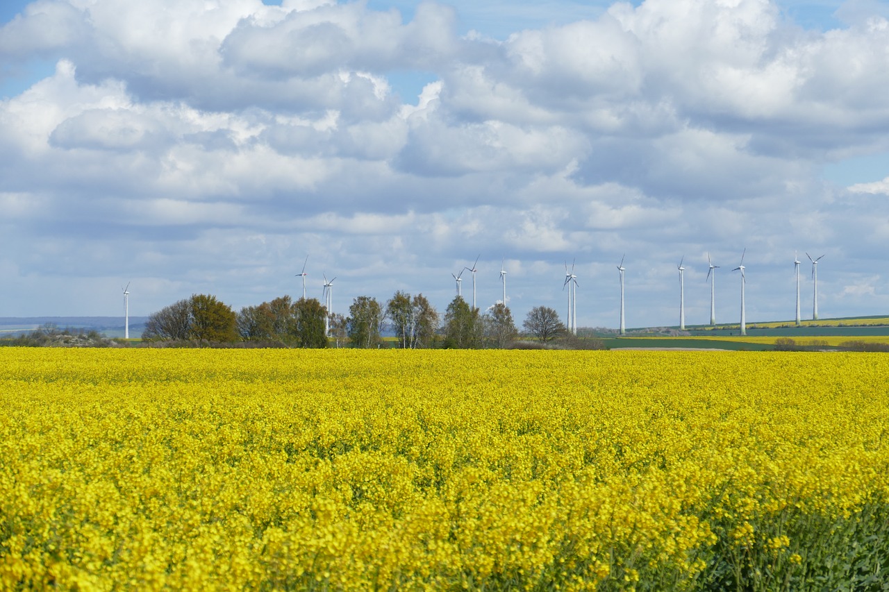 field of rapeseeds clouds sky free photo