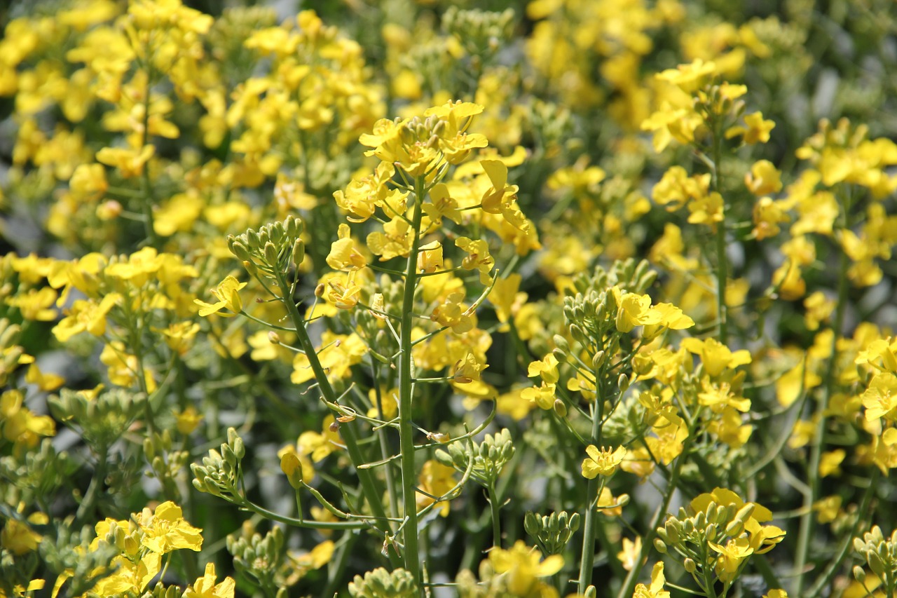 field of rapeseeds in bloom yellow free photo
