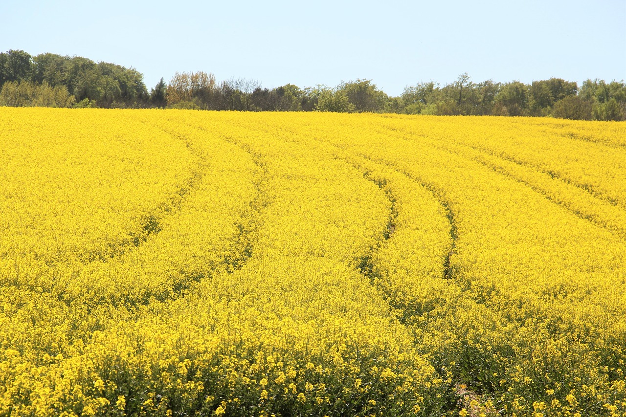 field of rapeseeds in bloom yellow free photo