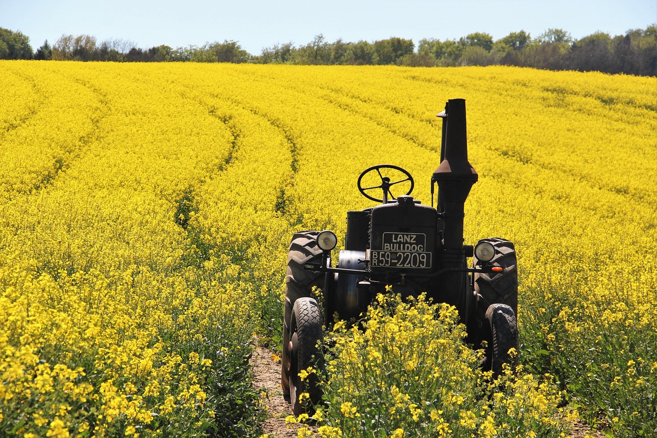 field of rapeseeds tractors age lafountain free photo