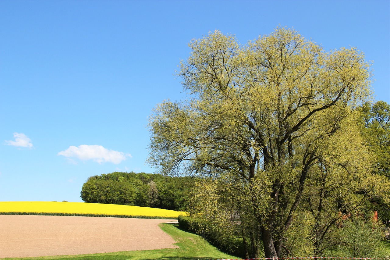 field of rapeseeds tree in blossom in bloom free photo