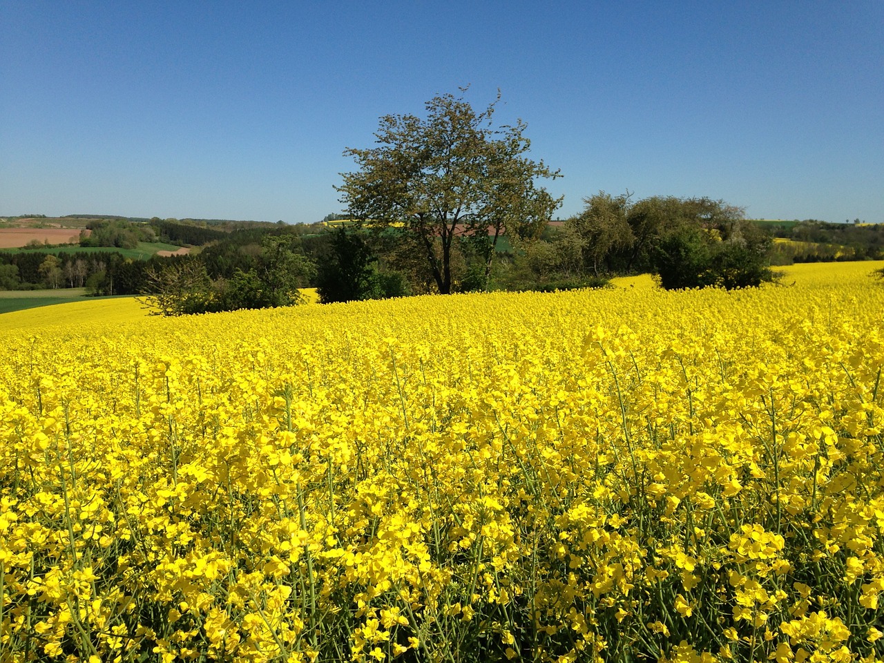 field of rapeseeds oilseed rape landscape free photo