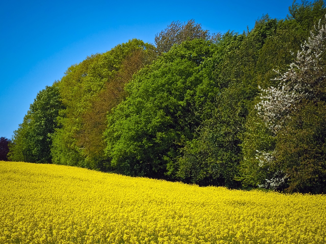 field of rapeseeds oilseed rape yellow free photo