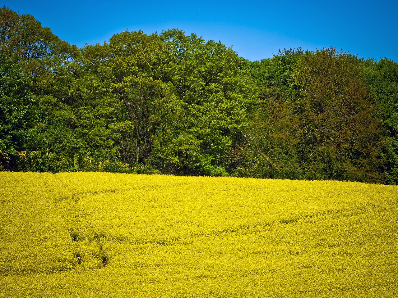 field of rapeseeds oilseed rape yellow free photo