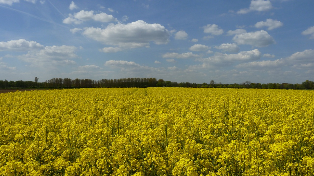 field of rapeseeds spring rape blossom free photo