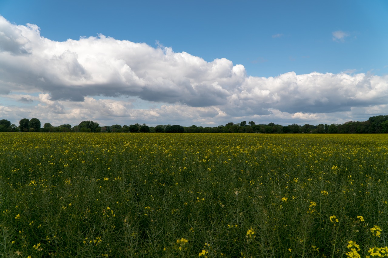 field of rapeseeds oilseed rape field free photo