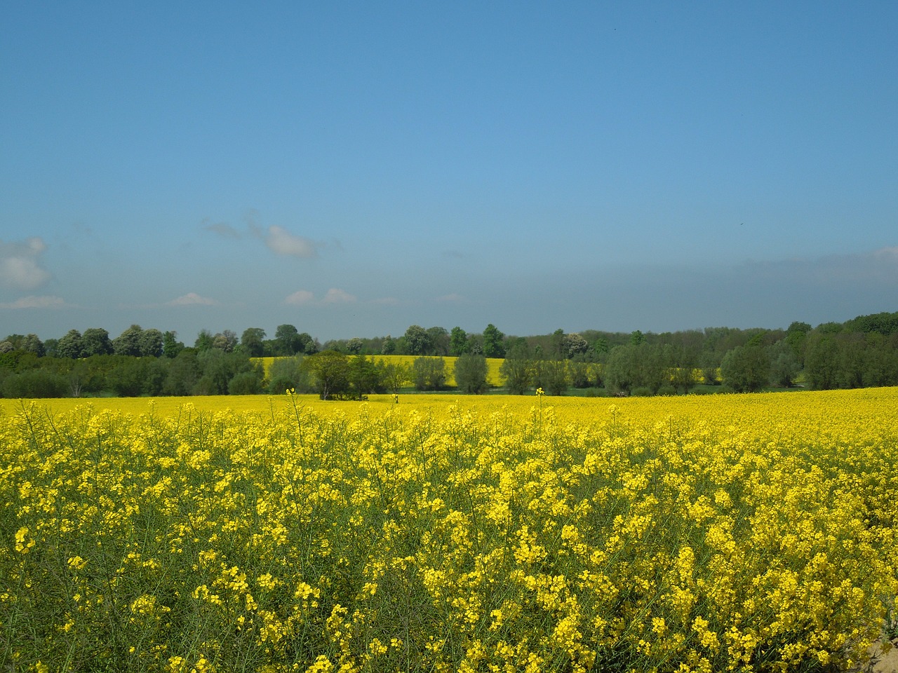 field of rapeseeds blue sky yellow free photo