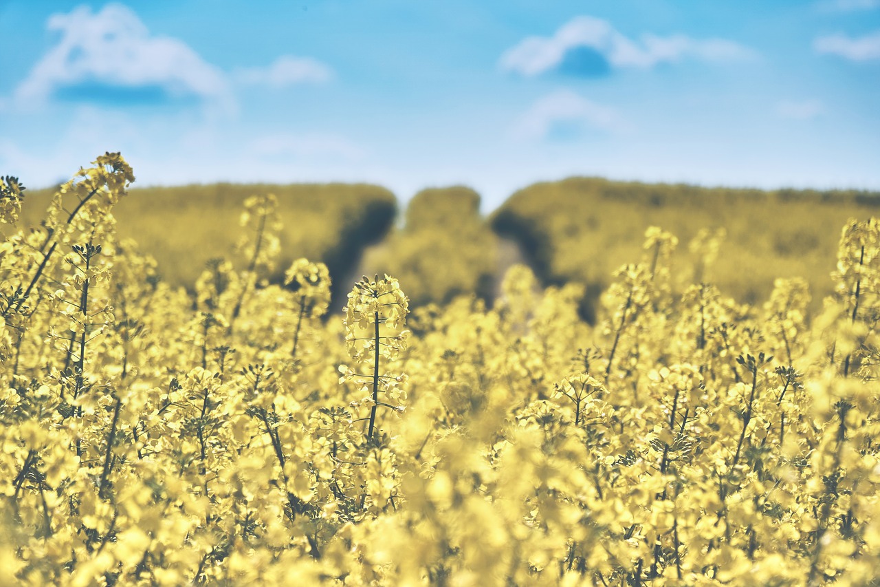 field of rapeseeds oilseed rape landscape free photo