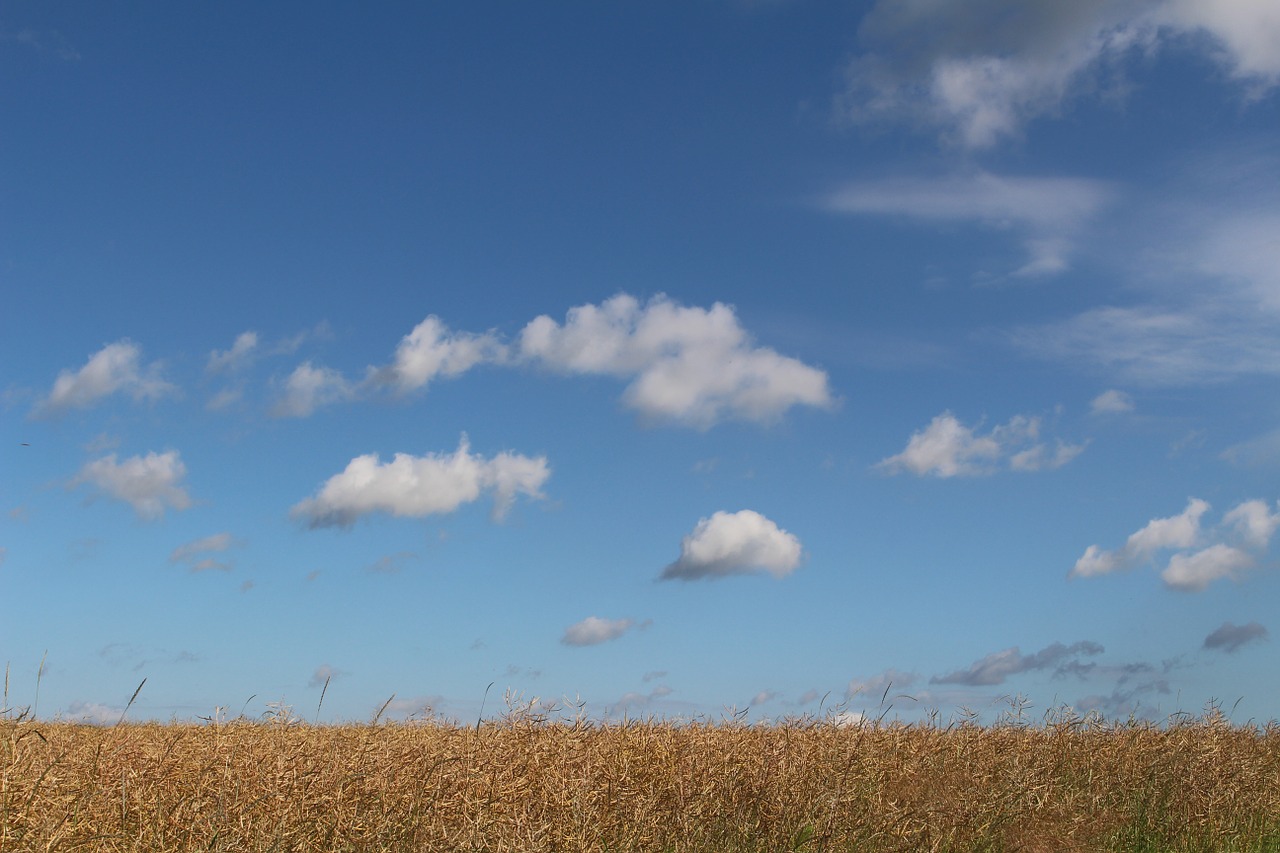 field of rapeseeds faded summer free photo