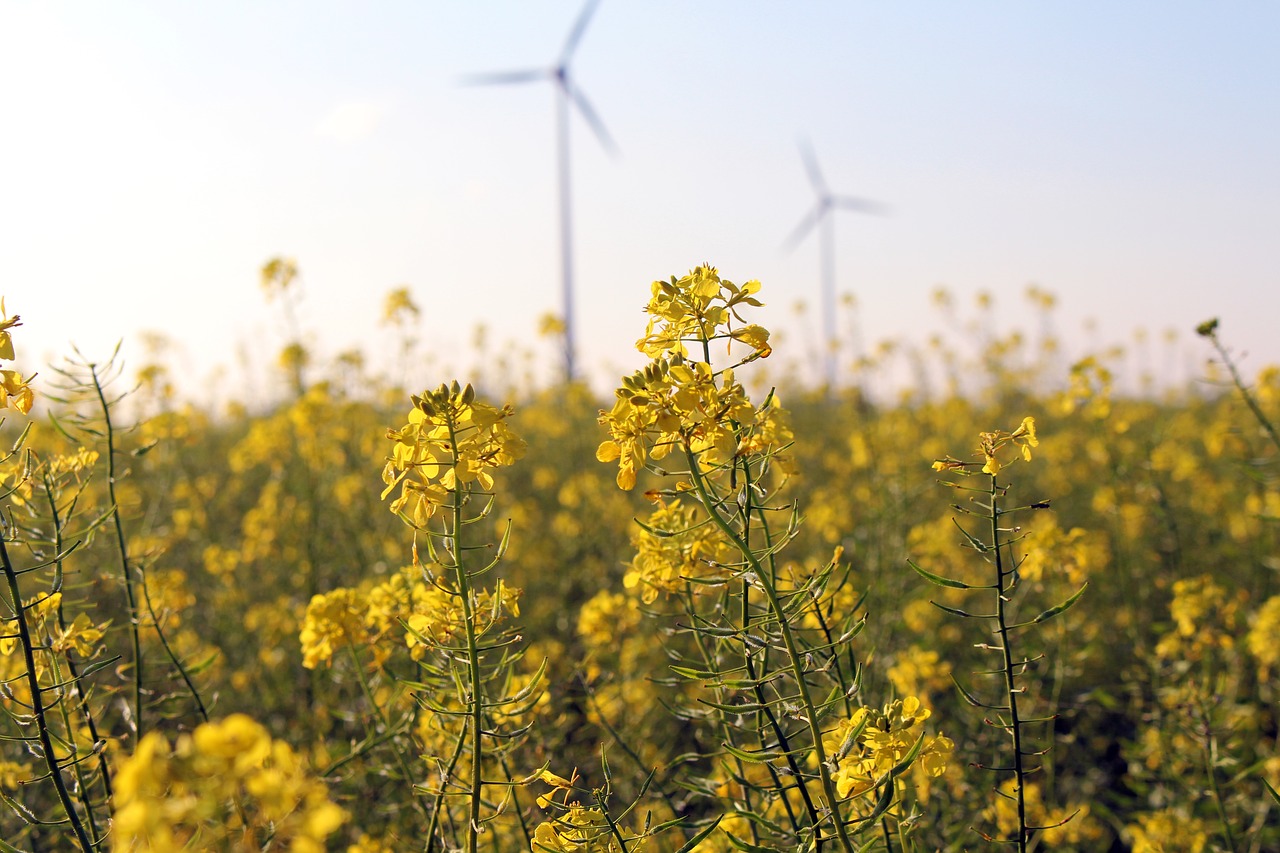 field of rapeseeds rapeseed flowers plant free photo