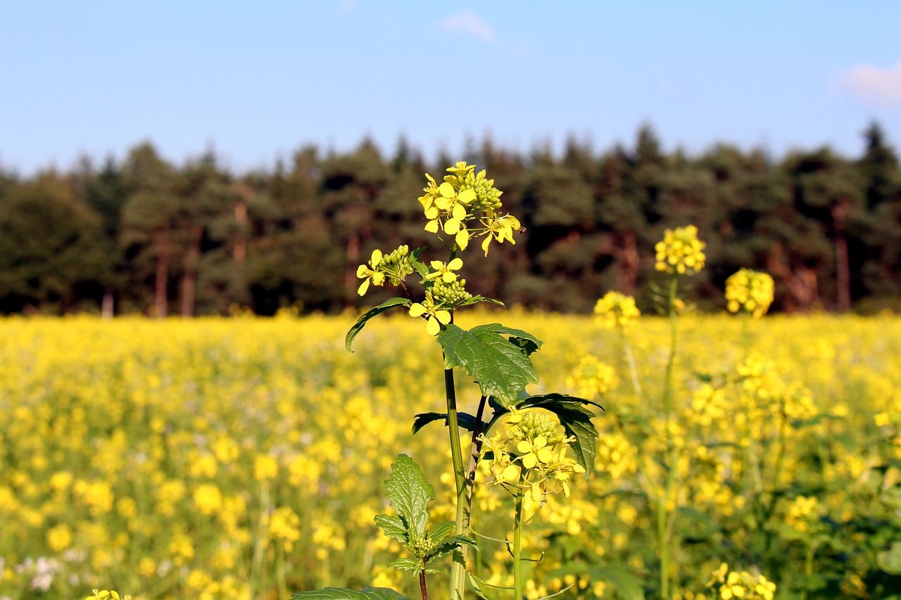 field of rapeseeds forest sky free photo