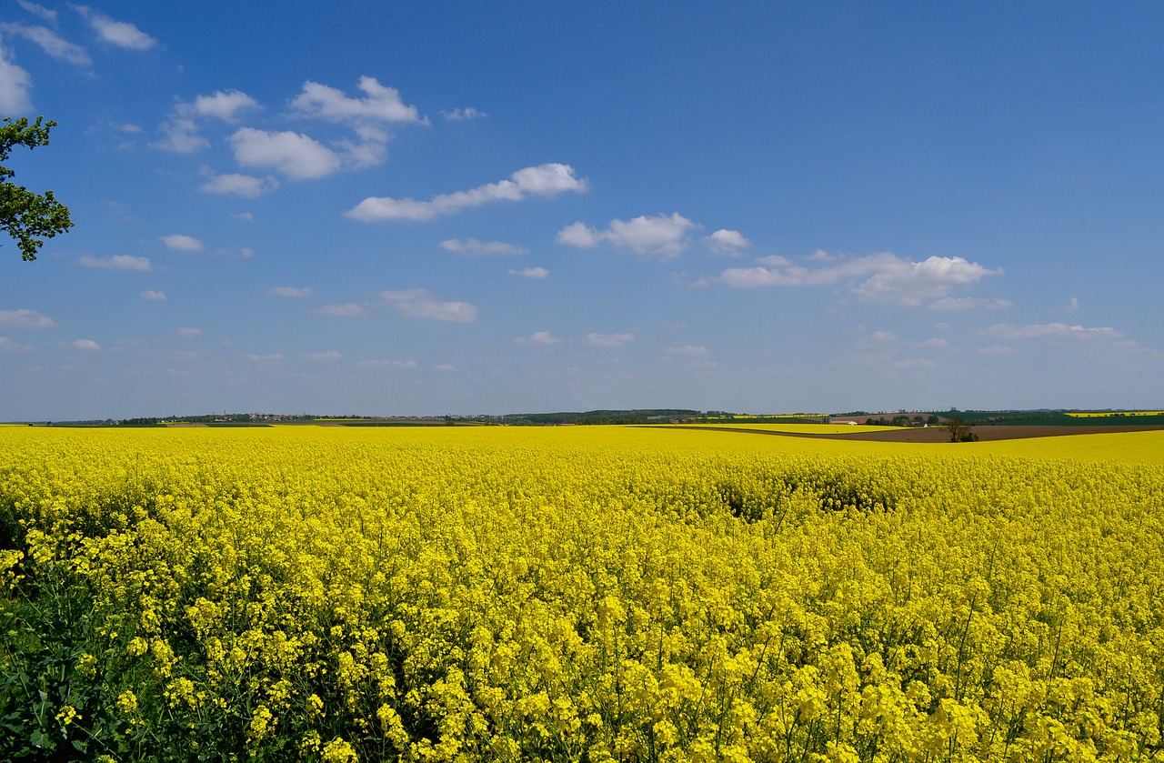 field of rapeseeds spring summer free photo