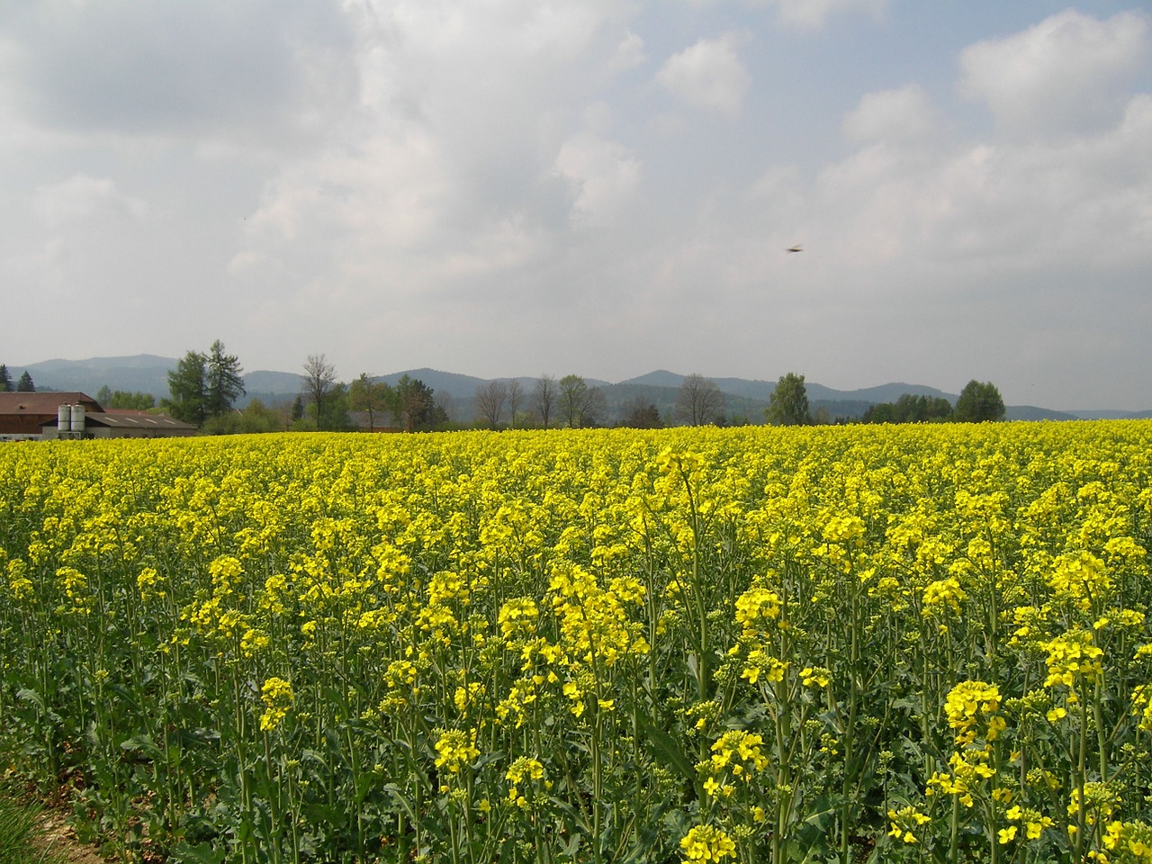 field of rapeseeds field flowers free photo