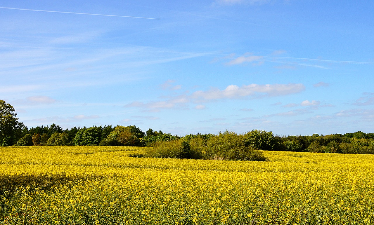 field of rapeseeds landscape agriculture free photo