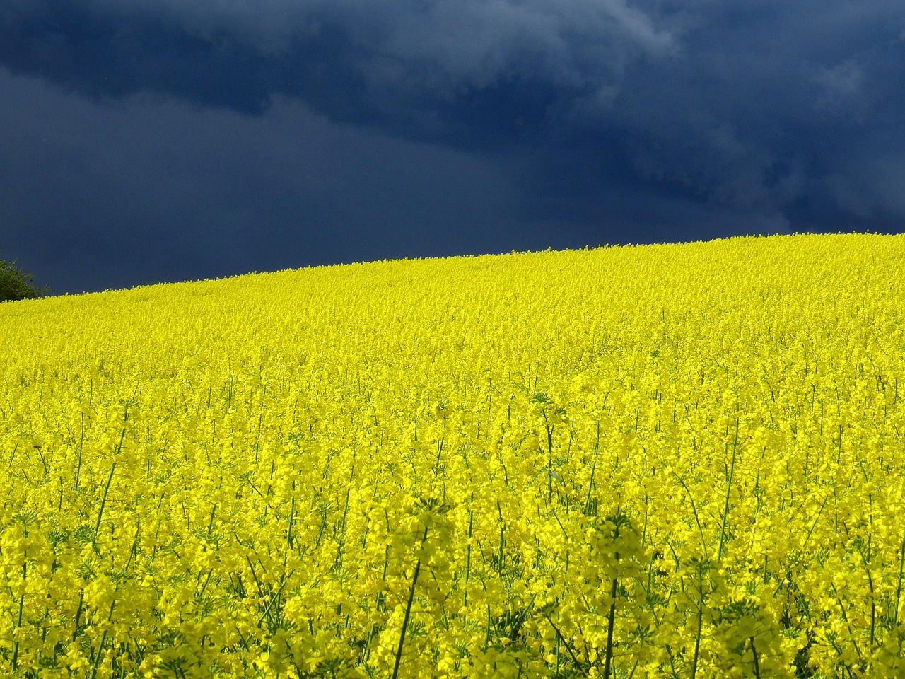 field of rapeseeds thunderstorm oilseed rape free photo