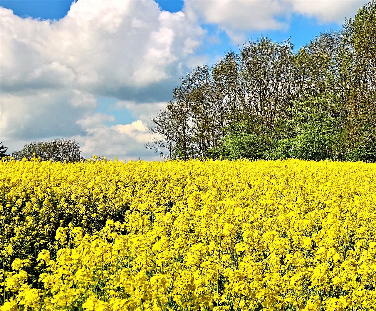 field of rapeseeds rape blossom yellow free photo