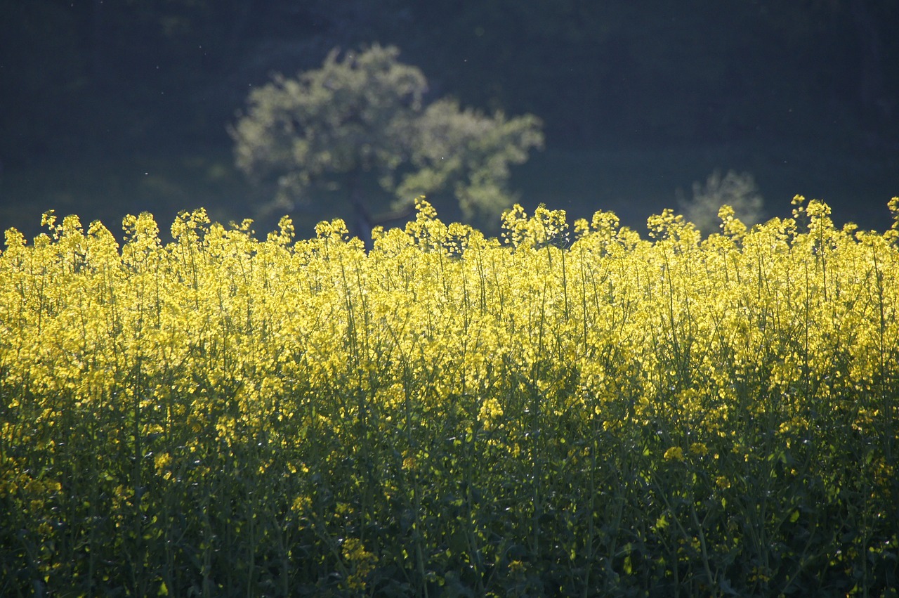 field of rapeseeds yellow oilseed rape free photo