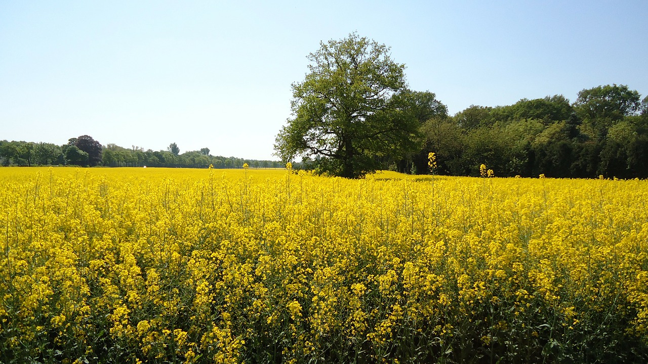 field of rapeseeds yellow renewable energy free photo