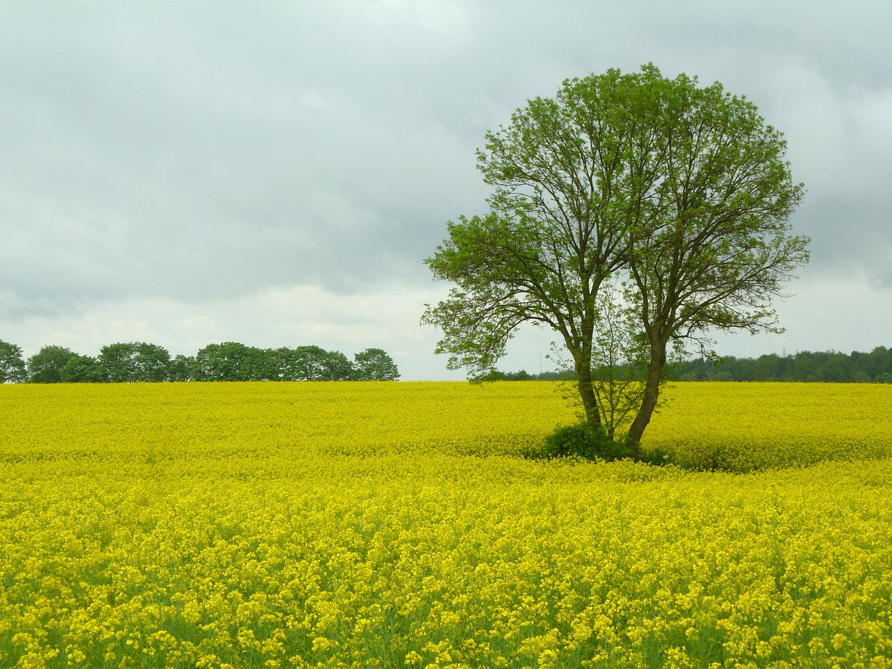 field of rapeseeds tree spring free photo